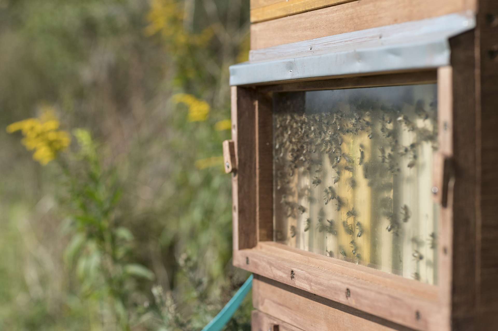 Bienenbeute