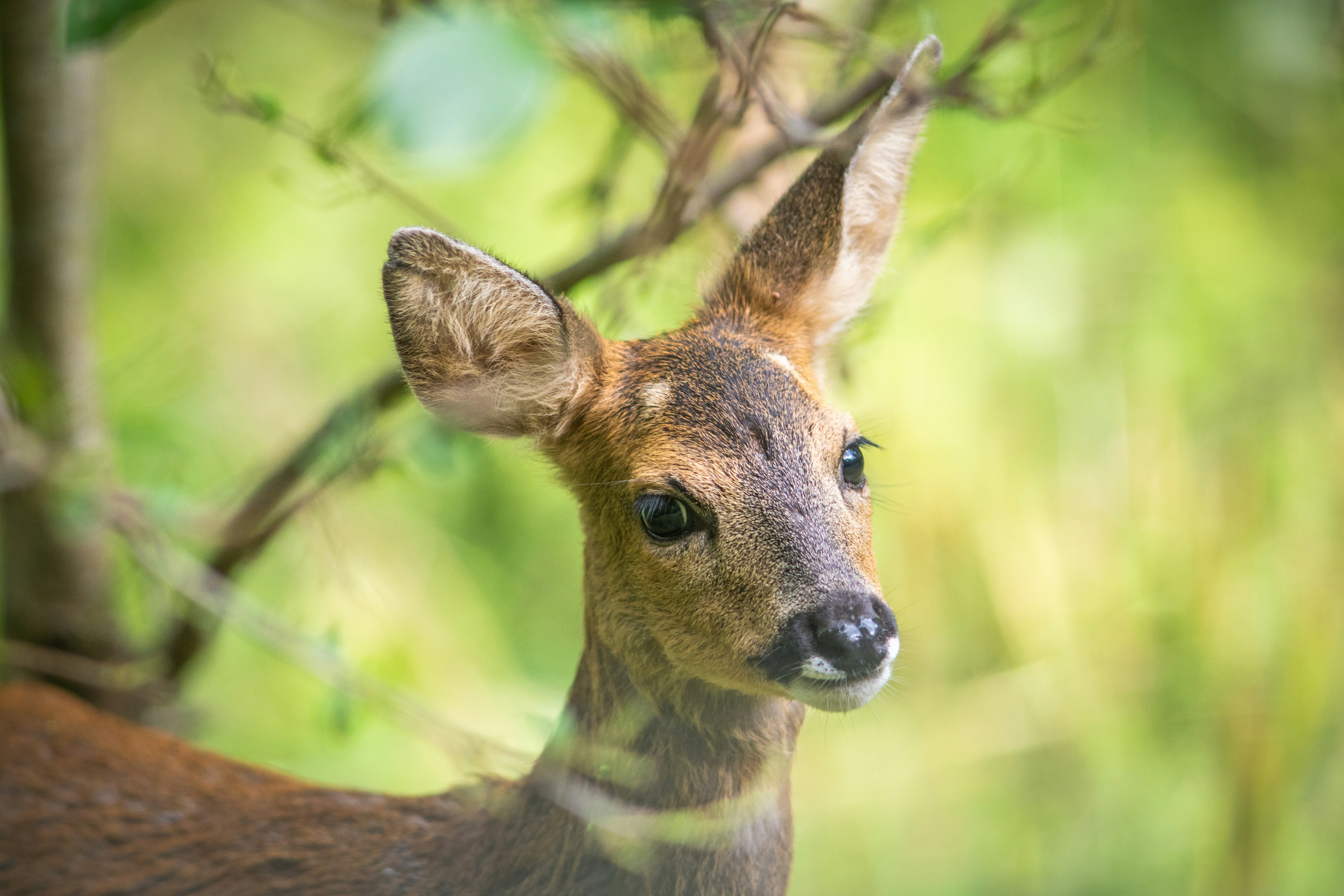 Reh im Wald