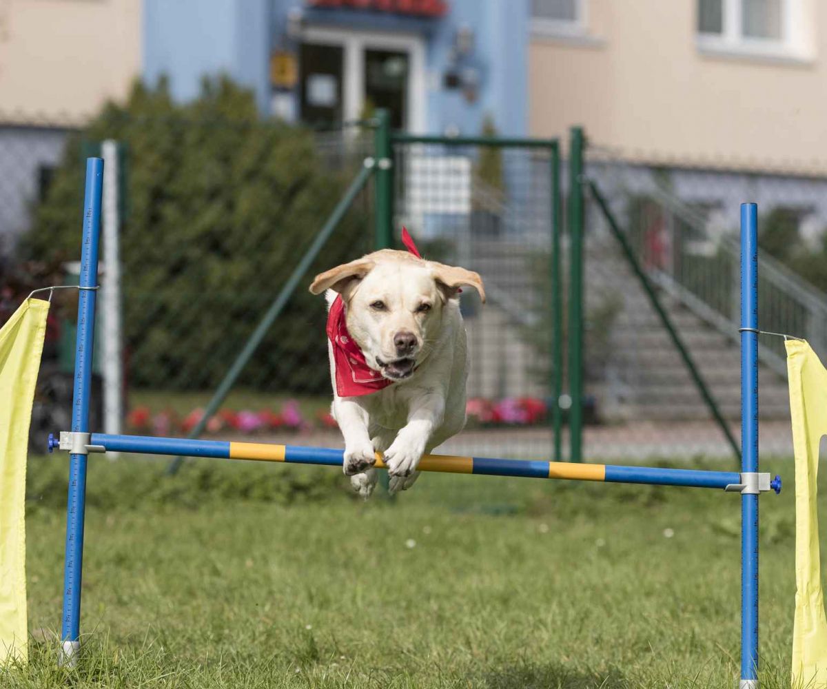 Hund springt über Hürde