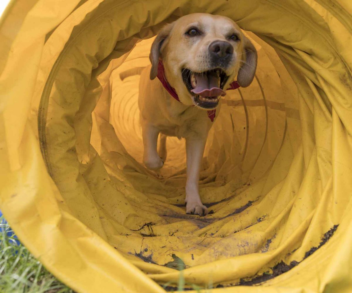Hund rennt durch Hundetunnel