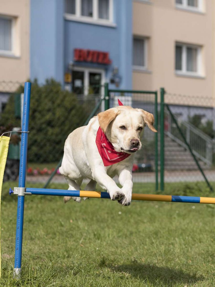 Hund springt über Hürde