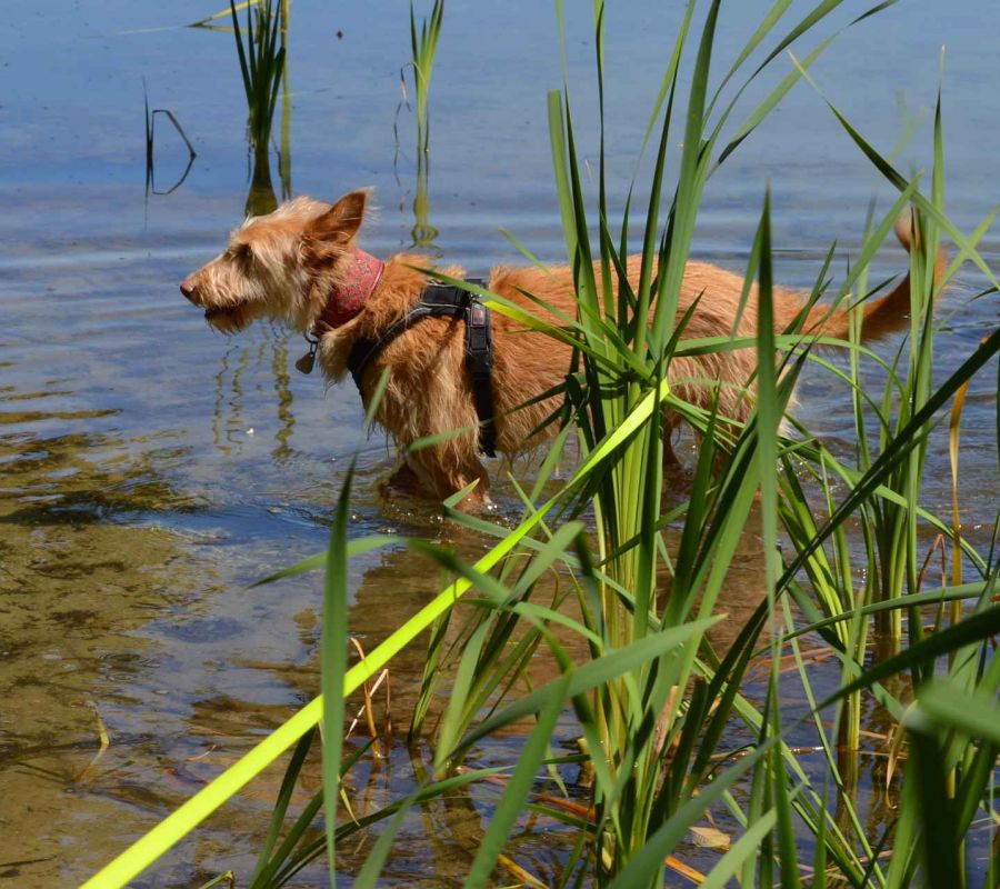 Hund im See