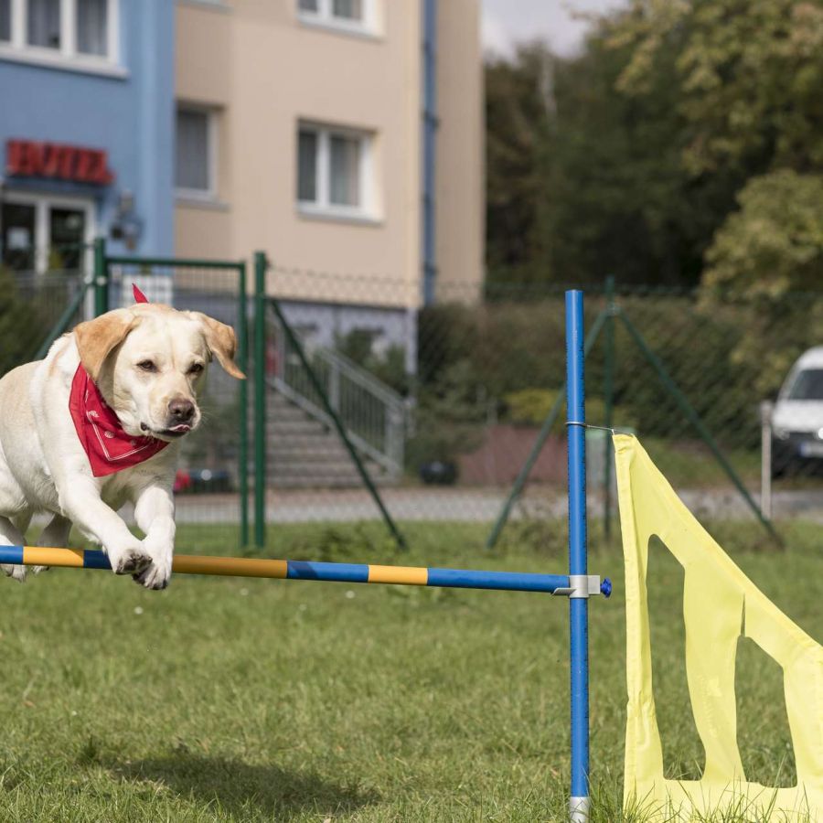 Hundeüplatz
